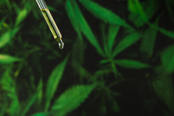 Essential CBD hemp oil dripping from a glass dropper on the cannabis background