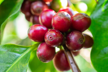 Fresh coffee beans on coffee tree branches