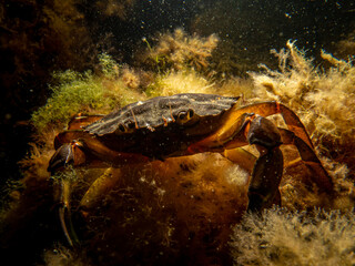 A close-up picture of a crab among seaweed. Picture from The Sound, between Sweden and Denmark
