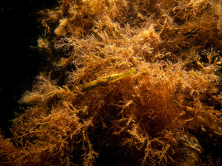  A close-up picture of a straightnose pipefish, Nerophis ophidion, among seaweed and stones. Picture from The Sound, between Sweden and Denmark