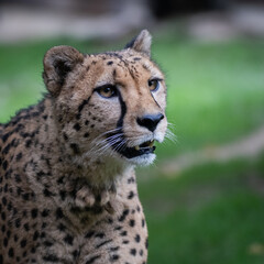 Portrait Gepard 5