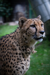 Portrait Gepard 4