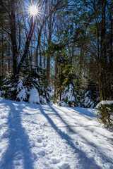 Sun sparkles through the snowy forest