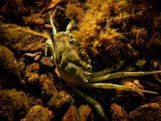 A crab among seaweed and stones. Picture from The Sound, between Sweden and Denmark