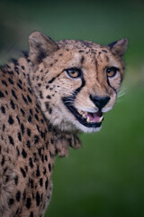 Portrait Gepard 2