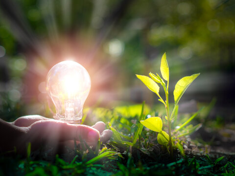 Child' s hands holding light bulb next to a plant. Green Energy Concept for the Future