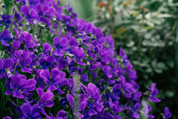 Luxurious vibrant violet flowers of tufted pansy blossoming with green leaves in flowerbed in garden. Gardening, postcard, botany, horticulture, nature concept. Close up, soft focus, copy space.