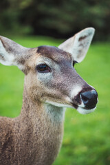 Deer in an ecological park.