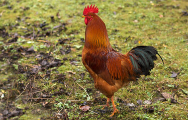 rooster on a background of green grass. High quality photo