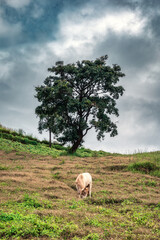 Cow grazing on hill with tree and moody sky