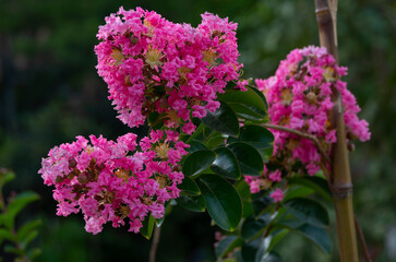 ,crespon (llamada comúnmente espumilla, árbol de Júpiter, Júpiter, lila de las Indias, lila del sur, crespón o crepe-myrtle) ​ es una especie del género Lagerstroemia de la familia Lythrac
