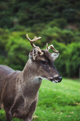 Deer in an ecological park.