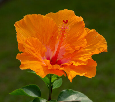 biHiscus rosa-sinensis, llamado com&uacute;nmente rosa de China, cayena, amapola, hibisco, entre otros nombres,1​ es un arbusto caducifolio de la familia de las malv&aacute;ceas, originario de Asia oriental.