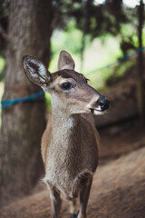 Deer in an ecological park.