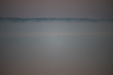 MIsty lake with full moon with a bird