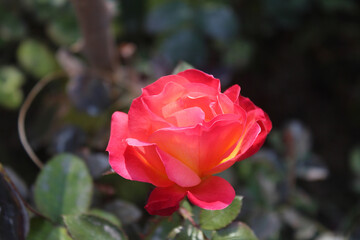 Yellowish pink rose flower and dark green leaves