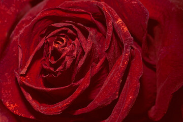 Burgundy rose close-up. Vintage style. Background, texture
