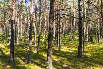 Fototapeta premium A summer pine forest landscape