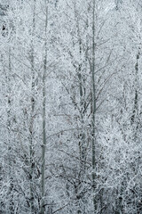 Winter Frost on Tree and Branches with Snow Cold Ice Frosty