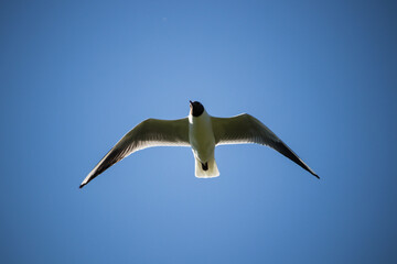 Seagull flying on a blue clear sky