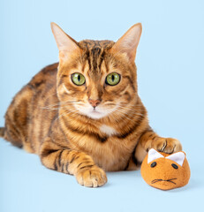 The domestic cat is holding a plush mouse.