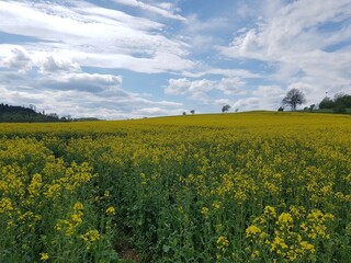 Picturesque: dark clouds over yellow rapeseed fields in the Sauerland, North Rhine-Westphalia, Germany