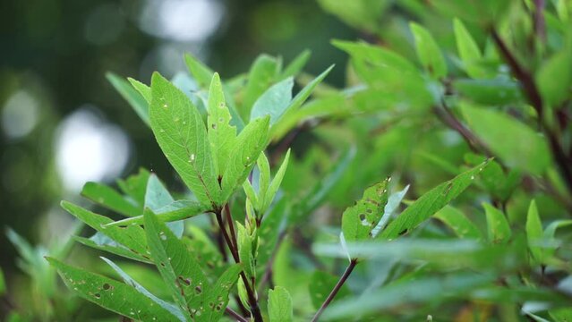 Rosella plant (also called roselle) with a natural background. Use as herbal drink and herbal medicine