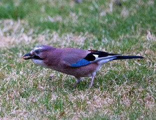 Jay on the grass