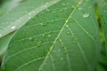 dew drops on cassava leaves. Leaves with water drops. Can be used as a background. selective focus