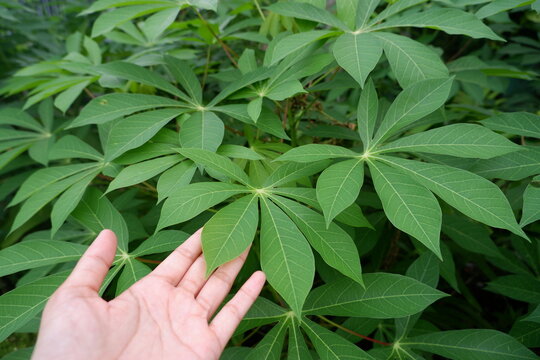 hand holding cassava leaves. leaves of the tapioca plant that grow wild in Indonesia. Cassava leaves can be processed into delicious dishes. while sweet potatoes are a healthy source of carbohydrate