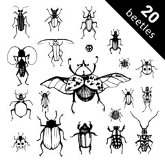 Collection of vector set beetles and exotic beetles. Insects such as goliath beetle, frog legs, ladybug, colorado potato, giraffe weevil, cockchafer bugs in flat icon set on white background