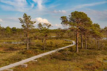 Fototapeta premium A view on the hiking trail at the Mukri bog, Estonia