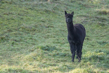black alpaca staring at camera in a grass field