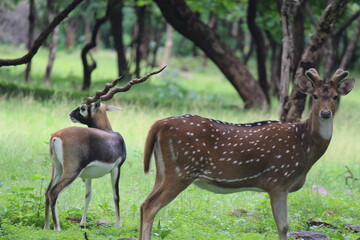 deer in the wild
