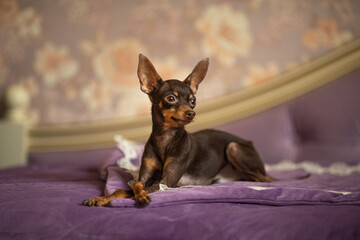 Little dog pet toy terrier