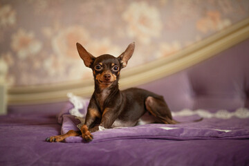 Little dog pet toy terrier