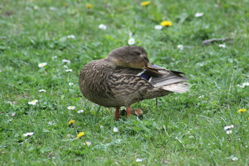 Mallard duck cleaning feathers closeup view with selective focus on foreground