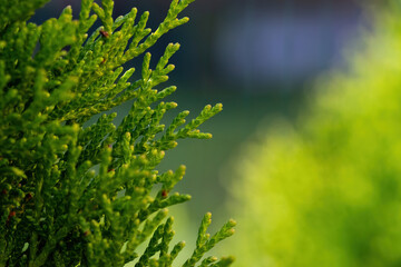 Close up photo of evergreen three Thuja - cypress family. 