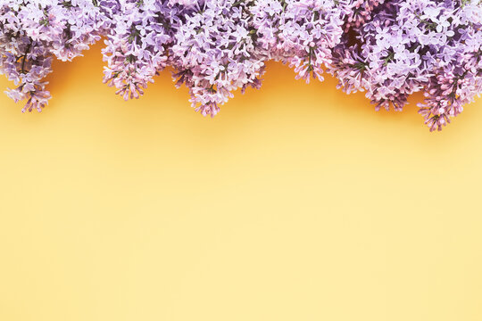Lilac bunch on a light yellow background. Beautiful Lilac flower border. Top view, copy space