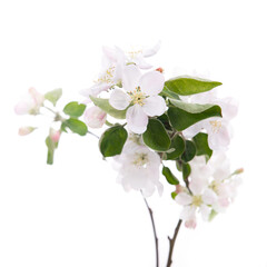 Blooming apple tree branch with large white-pink flowers and green leaves  isolated on white background. Flowering at spring.