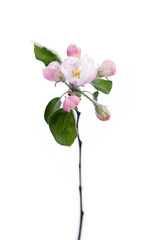 Obraz na płótnie Canvas Blooming apple tree branch with large white-pink flowers and green leaves isolated on white background. Flowering at spring.