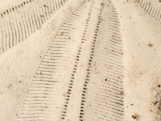 Close up on a Sand Dollar (Mellita sp)