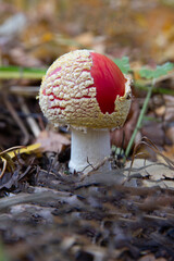macro photography of red mushroom in the forest, blurred background