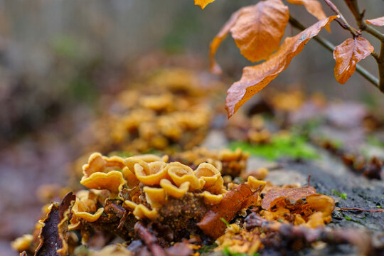 Close up of false turkey tail mushrooms, Stereum hirsutum, on a tree trunk and a brown autumn leave. Macro shot of saprophytic fungi. Forest ecosystem.