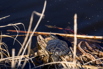 One turtle (Trachemys scripta) sit by the shore close-up
