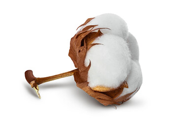 Cotton plant flower isolated on white background with clipping path and full depth of field