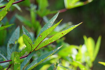 Rosella plant (also called roselle) with a natural background. Use as herbal drink and herbal medicine