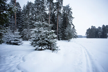 Pine park in winter