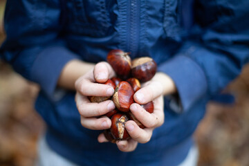 A detail of a handful of large freshly picked chestnuts in the hands of a child