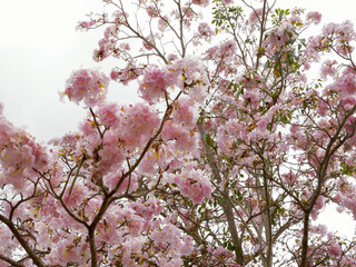 Fototapeta premium tropical flowers